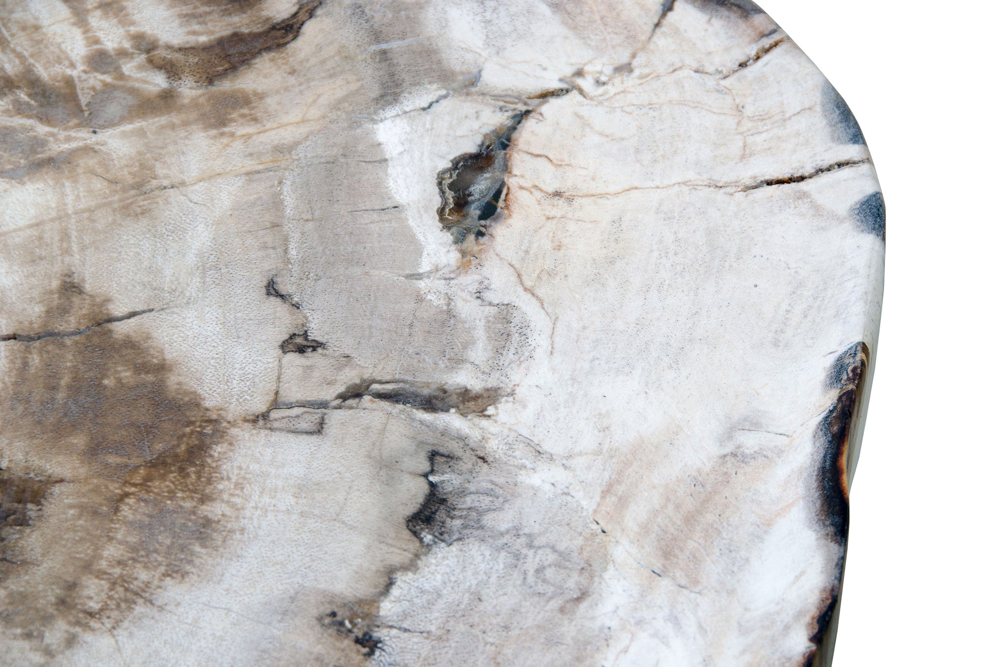 Design bijzettafel van miljoenen jaren oud versteend hout en zwart onderstel